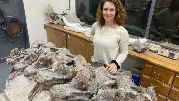 gran descubrimiento del conicet en chubut: que se sabe del dinosaurio bicharracosaurus