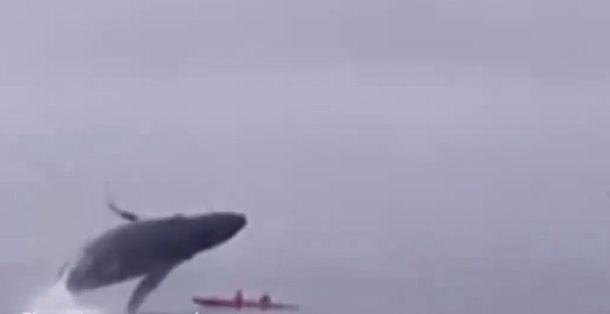 De milagro: paseaban en un kayak y casi mueren aplastados por una ballena