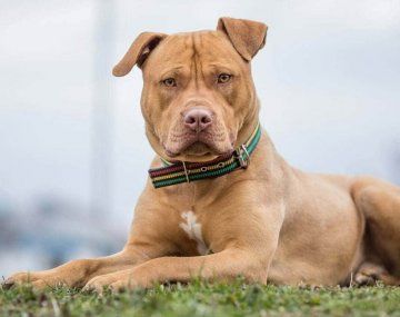 Cuáles son los nuevos requisitos para tener perros peligrosos