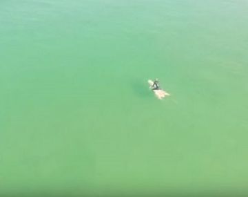 Alerta tiburones: drone captó como los tiburones de acercan a los surfistas