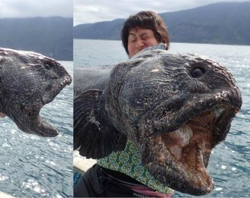 Pescó cerca de Fukushima y sacó pez prehistórico