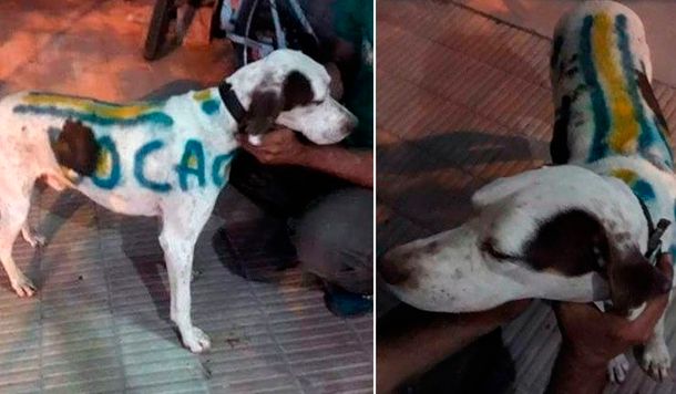 Locura por el Superclásico: un hincha pintó a su perro con los colores de Boca