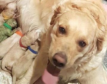 Nació un cachorro de color verde