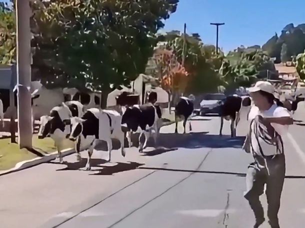 Video: un camión con vacas volcó en plena Ruta 38 y provocó un choque múltiple