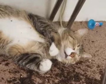 VIDEO: Así quedaron estos gatitos después de comer la marihuana de su dueña