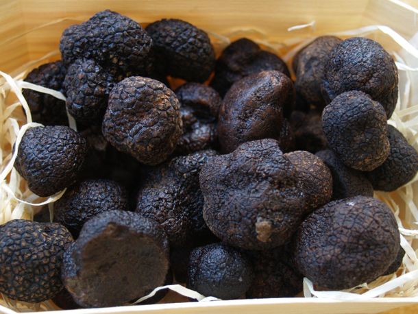 Trufas, el diamante negro: ¿cómo invertir en este negocio y cuánto se gana?