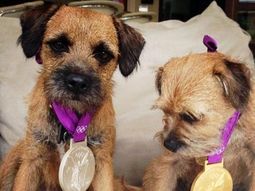 ¿de quien son estos perros olimpicos que ganaron medallas? ¿de quien son estos perros olimpicos que ganaron medallas?