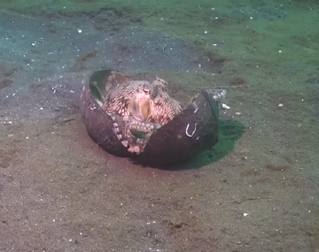 Pulpo construye una casa con un coco