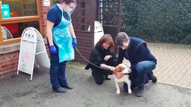 Encontraron a su perra después de años y el video estalla en las redes