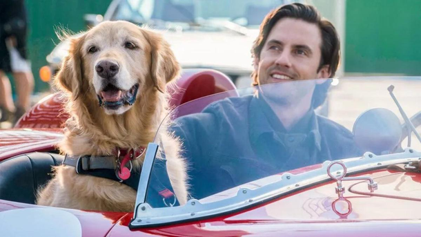  La conmovedora película de Netflix que te hará emocionar con la historia de un perro y su familia
