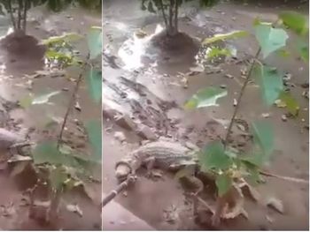 Tenían un yacaré como mascota al lado de una escuela