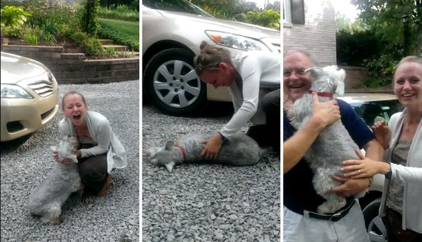 VIDEO: Un perro se desmaya de la emoción al ver a su dueña después de dos años