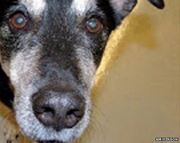 Conocé al perro capaz de detectar cáncer