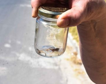Alacrán - Foto ilustrativa: La Mañana de Neuquén.