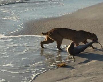 Foto de un gato montés que pesca un tiburón se vuelve viral