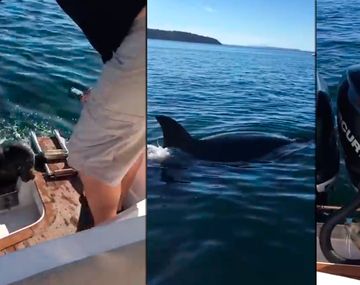 VIDEO: Una foca bebé escapó de dos gigantescas orcas subiéndose a una lancha