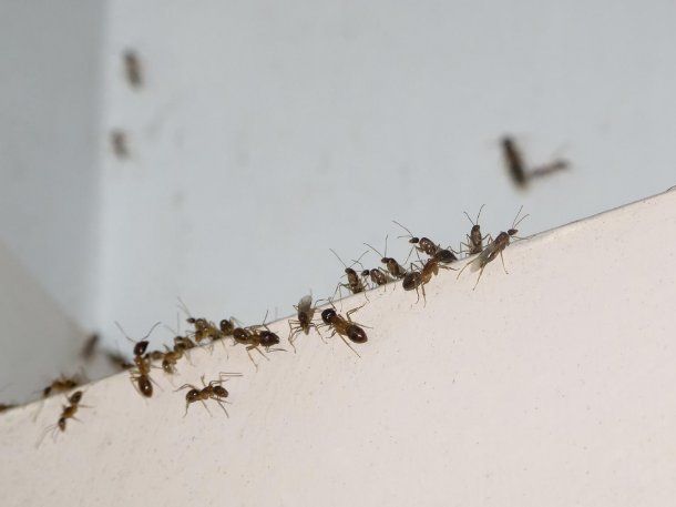 El truco de la miel para acabar con las hormigas de forma rápida