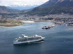 alarma en tierra del fuego por una invasion de avispas carnivoras alarma en tierra del fuego por una invasion de avispas carnivoras