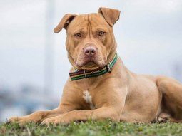 Cuáles son los nuevos requisitos para tener perros peligrosos