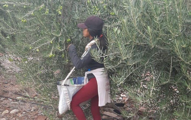La AFIP desarticuló maniobras de explotación rural