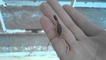 Alacran de la especie que casi mata a un niño de 5 años Alacran de la especie que casi mata a un niño de 5 años