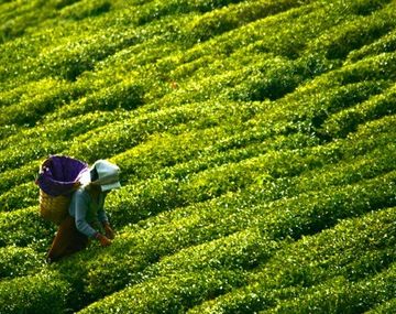 Aberrante protesta laboral: quemaron a su jefe y se lo comieron
