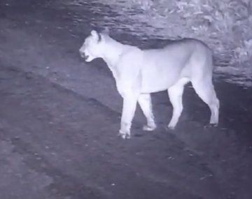 Pánico en un country de Canning por un puma que anda suelto