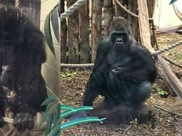 Creen que se escapó una hembra llamada Kumbuka Creen que se escapó una hembra llamada Kumbuka