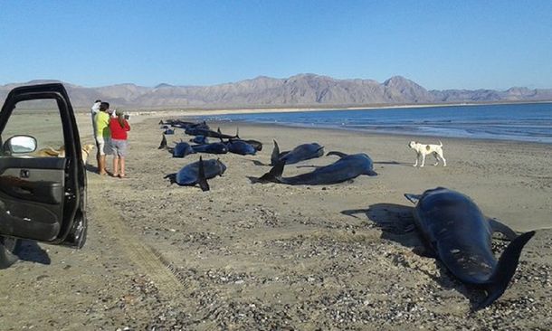 Murieron 24 ballenas que quedaron varadas en una playa de México