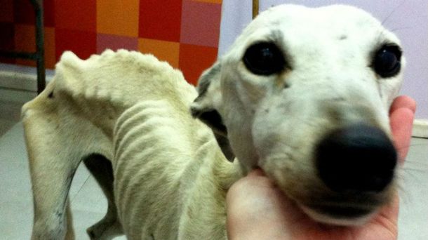 Por las carreras ilegales, los galgos atraviesan una dramática situación