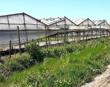 Otro femicidio: quintero mató a su mujer tras una fuerte golpiza