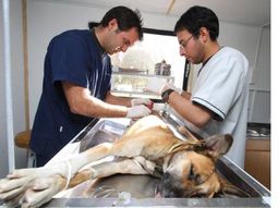 Un veterinario debe pagar $11 mil por la muerte de una perra