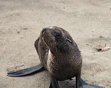 Triste postal del ciclón extratropical en Mar del Plata: un lobito marino quedó varado en la playa