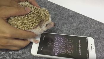 Un erizo desbloquea un iPhone Un erizo desbloquea un iPhone