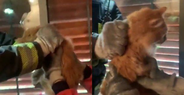 VIDEO: El dramático rescate de un gato atrapado en una cortina