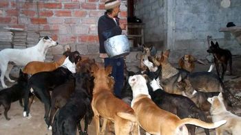 una abuela vive con 32 perros que rescato de la calle una abuela vive con 32 perros que rescato de la calle