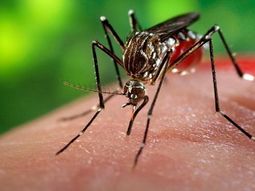 Alarma por el dengue en la Ciudad: en lo que va del año ya hubo 40 casos