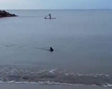 ¡Susto cerca de Mar del Plata! Un tiburón apareció en la orilla