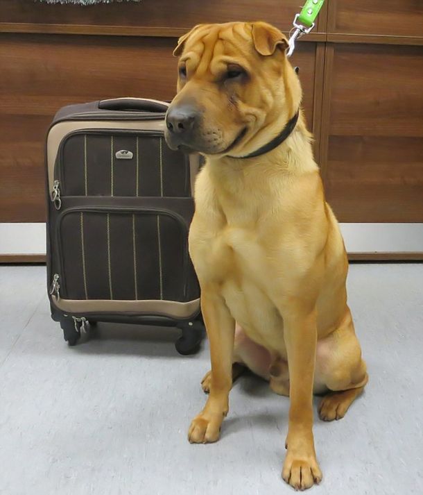 Misterio: abandonan a un perro en una estación de trenes con su propia valija