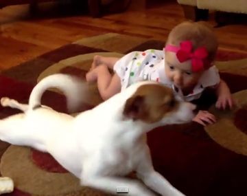 El mejor ejemplo: este perro le muestra a la bebé de la casa cómo se gatea