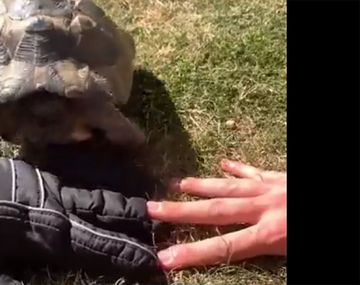 La insólita tortuga racista que embiste lo que sea negro