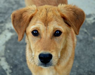 Murió por una infección que contrajo por un beso del perro