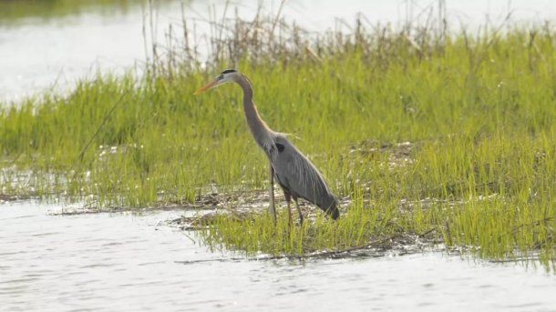 La garza quiso cazar una anguila pero fue una mala idea Crédito: Sam Davis