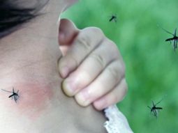 El impactante descubrimiento del Conicet sobre el mosquito que transmite dengue