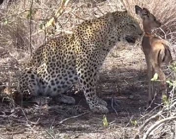 El leopardo que enternece a todos en las redes