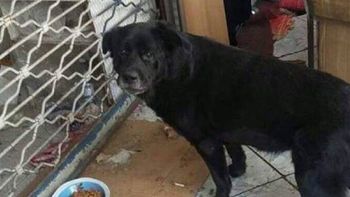 Cholito, el perro que fue brutalmente agredido en Chile Cholito, el perro que fue brutalmente agredido en Chile