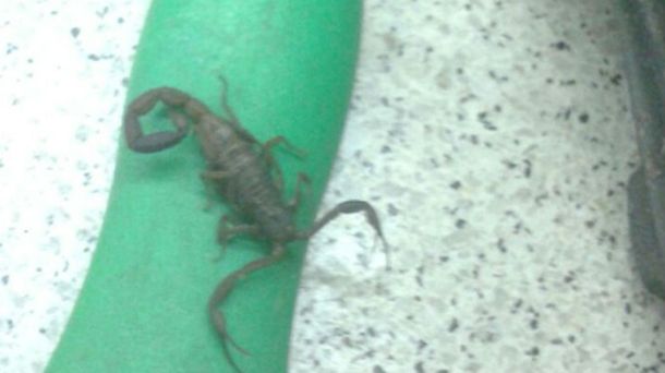 La empleada de la Línea B que fue picada por un alacrán ya fue dada de alta del Hospital Muñiz