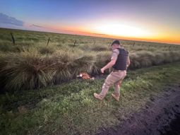 rescataron a un ejemplar de aguara guazu en cordoba rescataron a un ejemplar de aguara guazu en cordoba