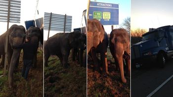un camion no volco por dos elefantes un camion no volco por dos elefantes