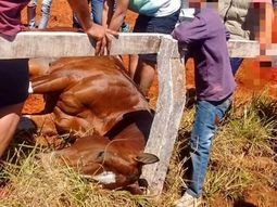 Uno de los caballos que murió en competencia. Gentileza de La Voz de Misiones Uno de los caballos que murió en competencia. Gentileza de La Voz de Misiones